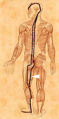 BL37 . Yin Men